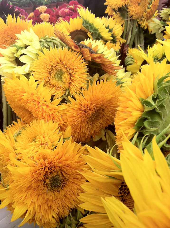 "Sunflowers" photo by Kim Parker